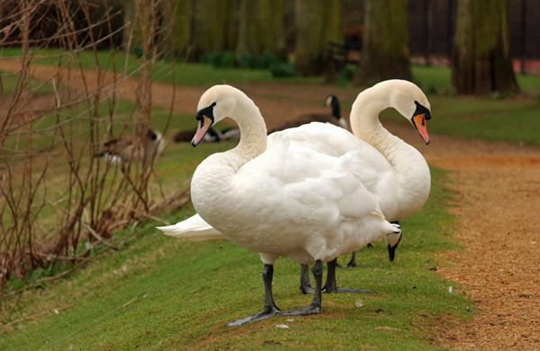 Swans in Hinksey Park