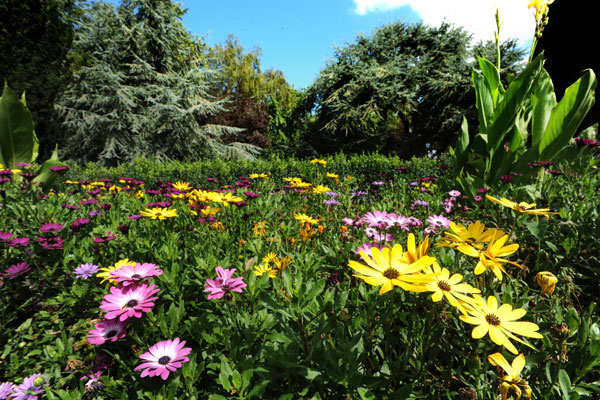 Flowers in Florence Park