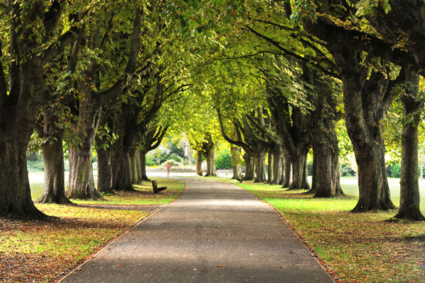 Avenue of trees in Florence Park