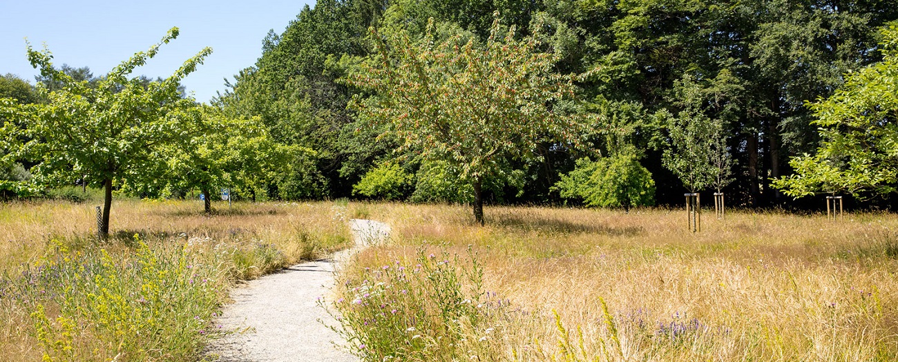 An image showing what the Oxford Burial Meadow could look like, including wildflowers and new trees.