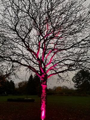 a parkland tree lit up for the Christmas Light Festival